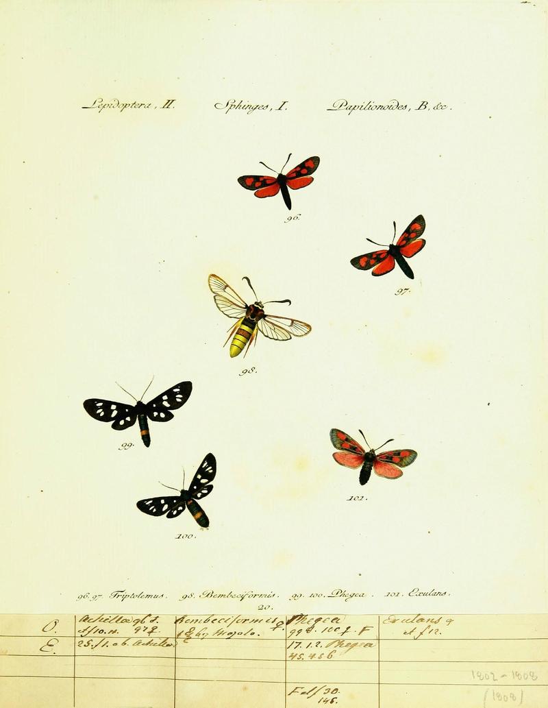 Hübner's papilio (Page Plate II-I-B) (9101530780)