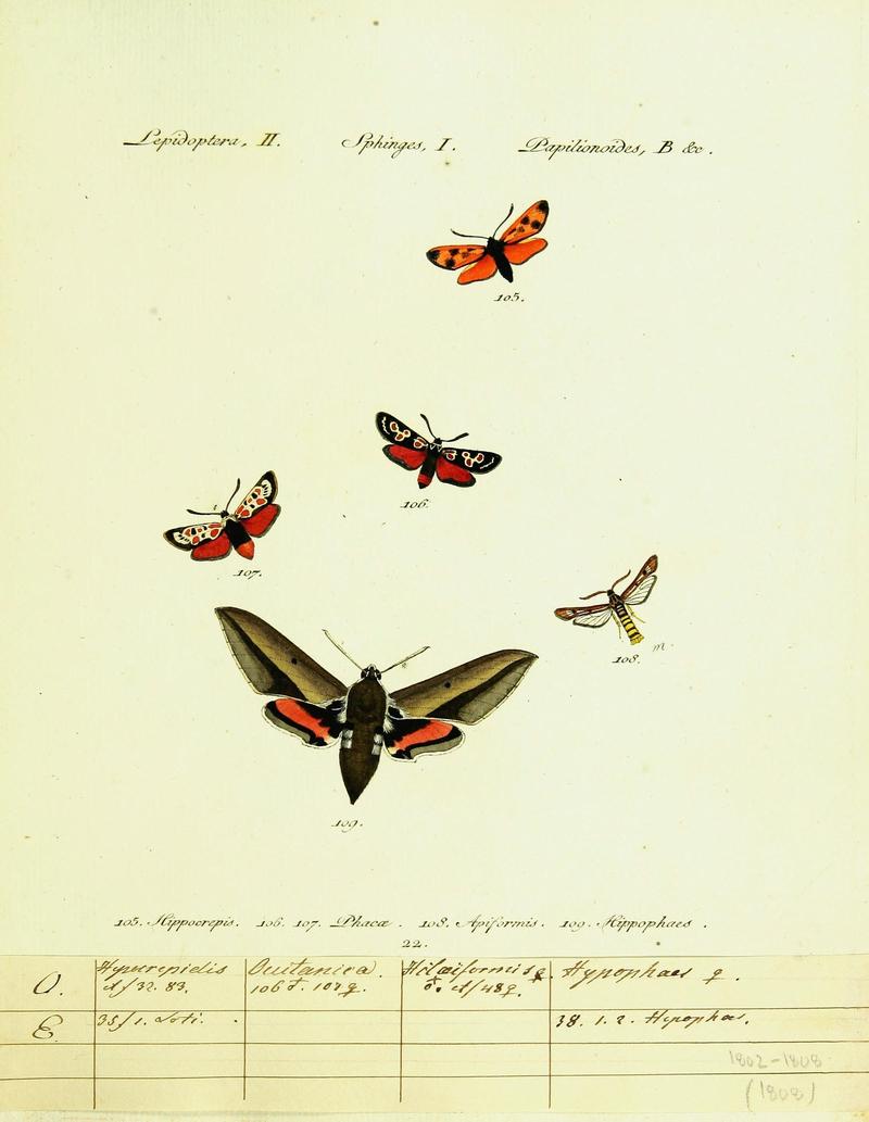 Hübner's papilio (Page Plate II-I-B) (9101532058)