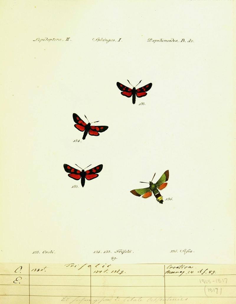 Hübner's papilio (Page Plate II-I-B) (9101540166)