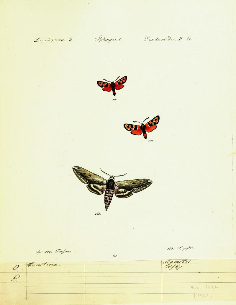 Hübner's papilio (Page Plate II-I-B) (9101542318)