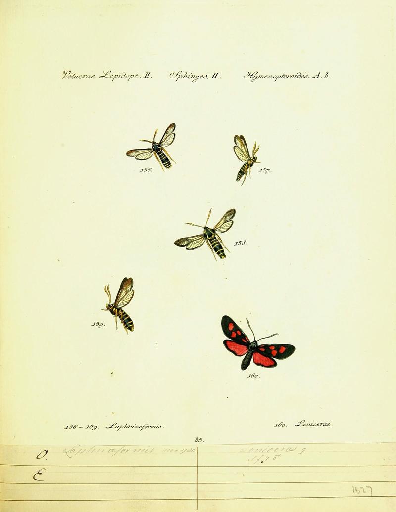 Hübner's papilio (Page Plate II-II-A) (9101547218)