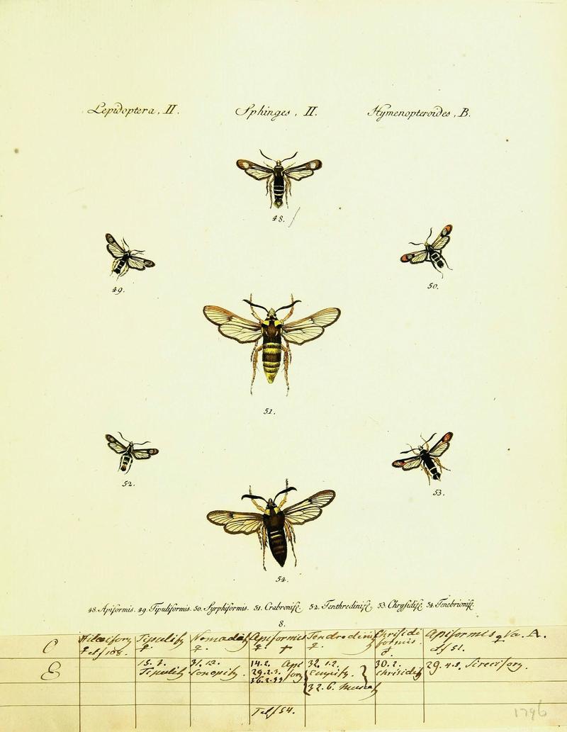 Hübner's papilio (Page Plate II-II-B) (9101512244)