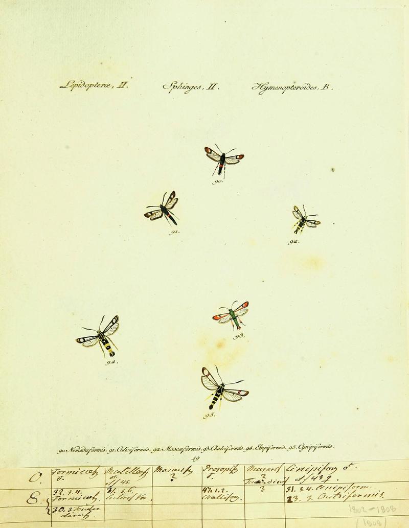 Hübner's papilio (Page Plate II-II-B) (9101529110)