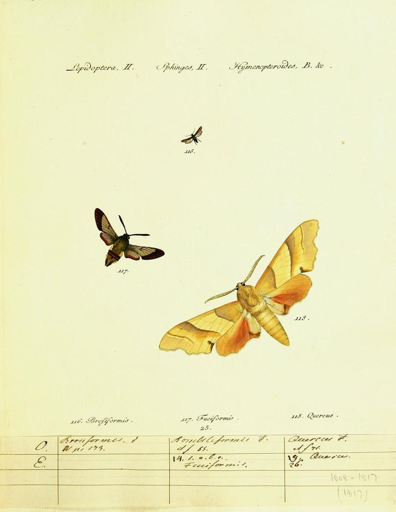 Hübner's papilio (Page Plate II-II-B) (9101535648)