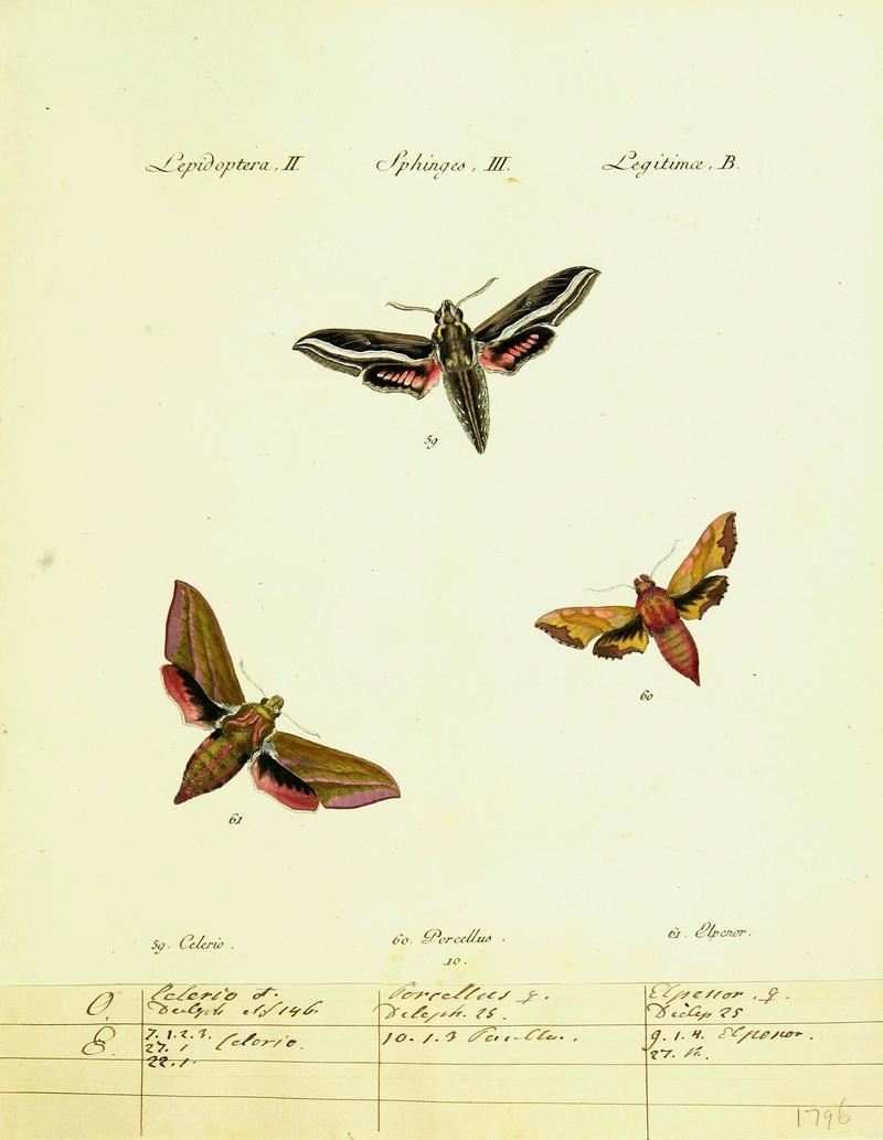 Hübner's papilio (Page Plate II-III-B) (9101514898)