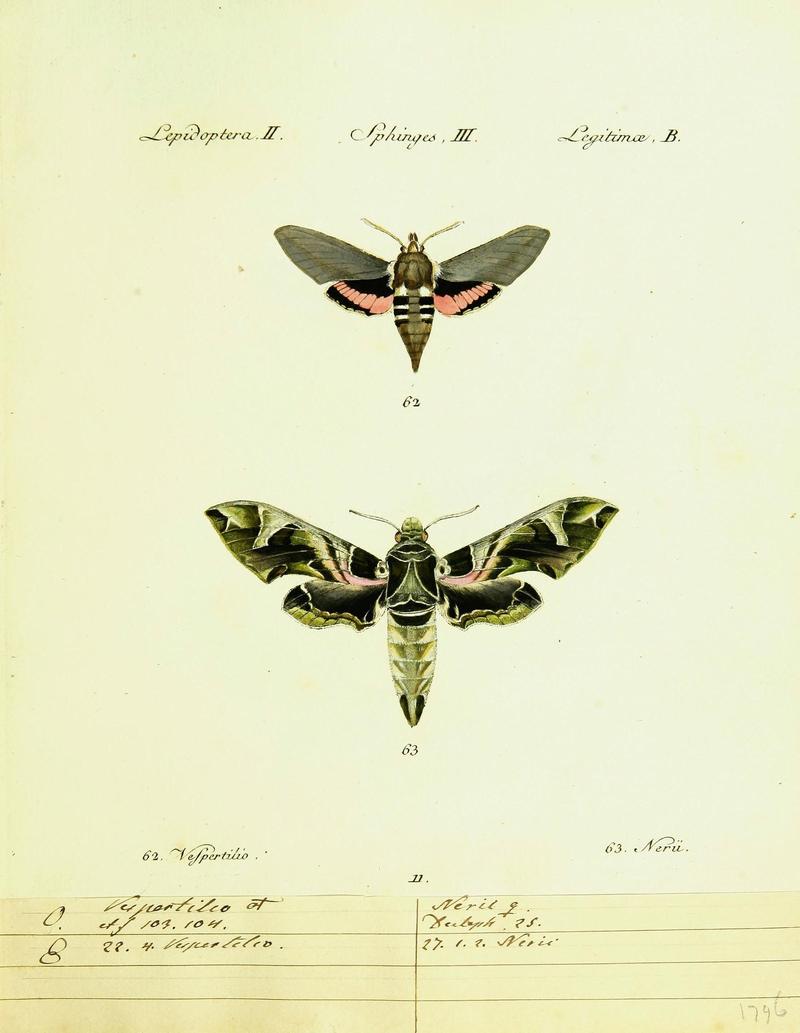 Hübner's papilio (Page Plate II-III-B) (9101516108)