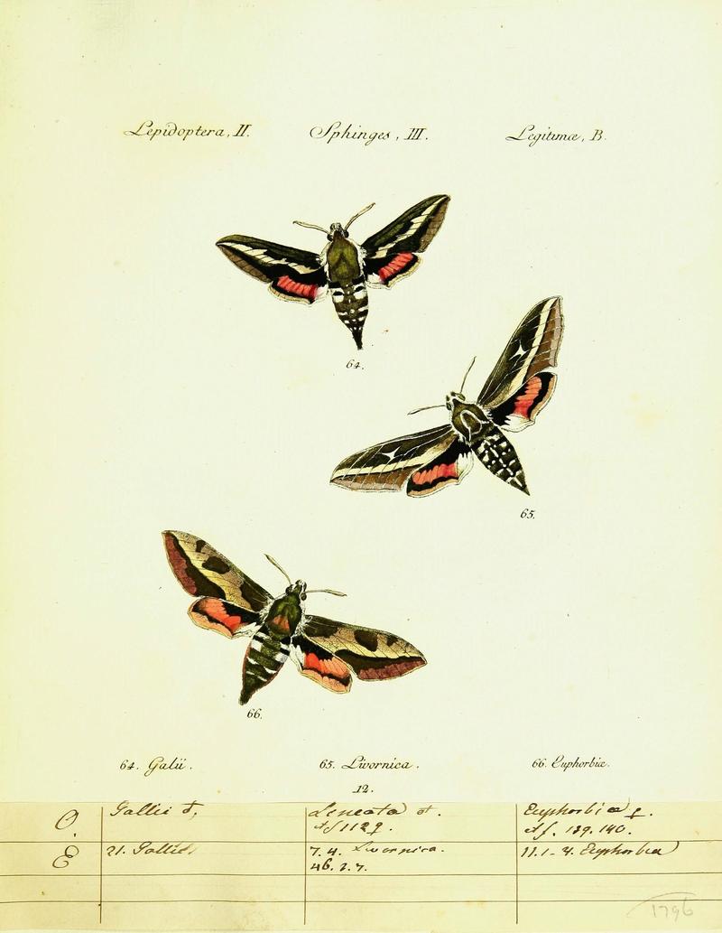 Hübner's papilio (Page Plate II-III-B) (9101517348)