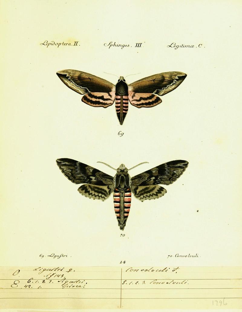 Hübner's papilio (Page Plate II-III-C) (9099289647)