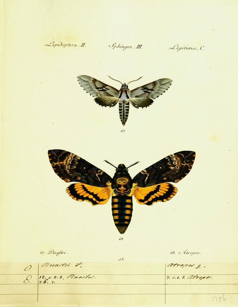 Hübner's papilio (Page Plate II-III-C) (9101519640)