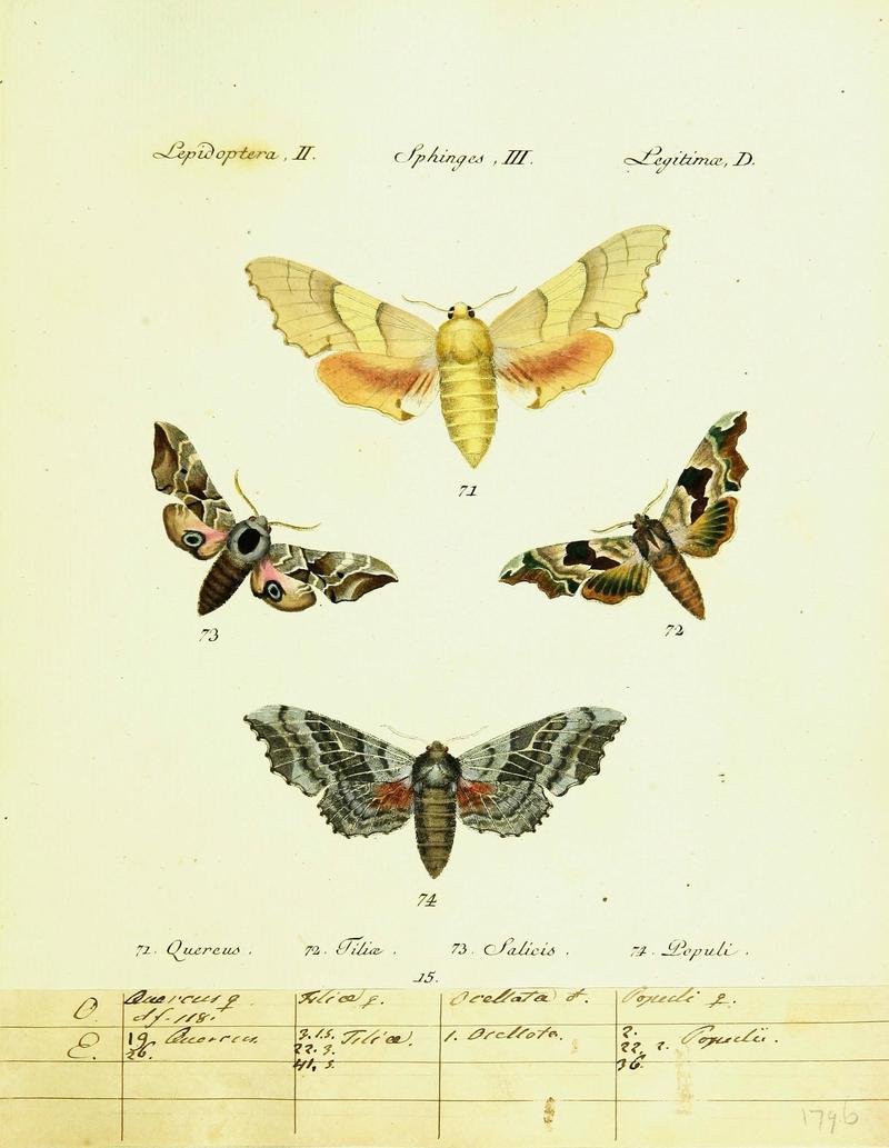 Hübner's papilio (Page Plate II-III-D) (9099291581)
