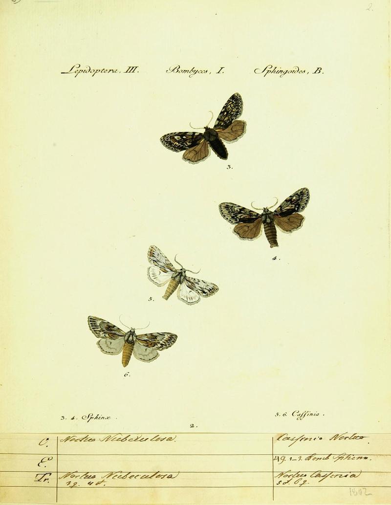Hübner's papilio (Page Plate III-I-B) (9101551374)