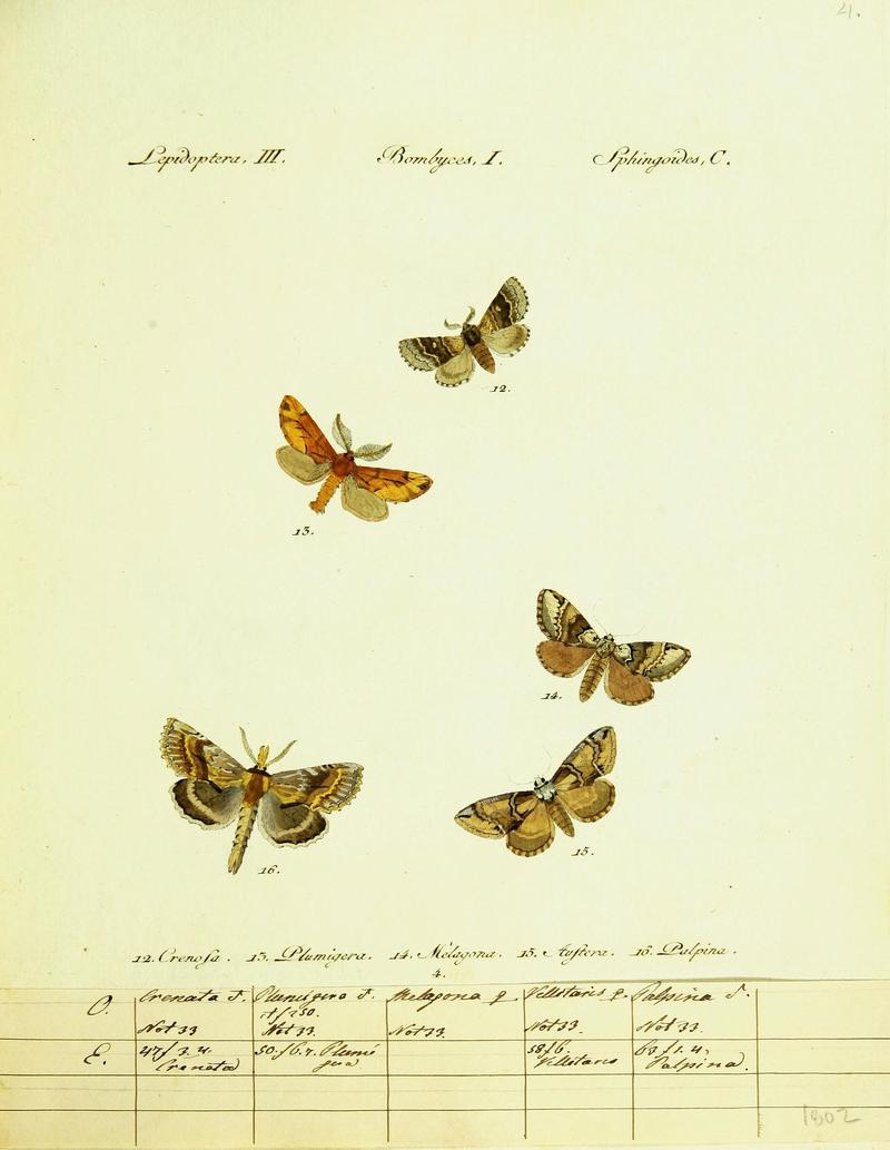 Hübner's papilio (Page Plate III-I-C) (9099322811)