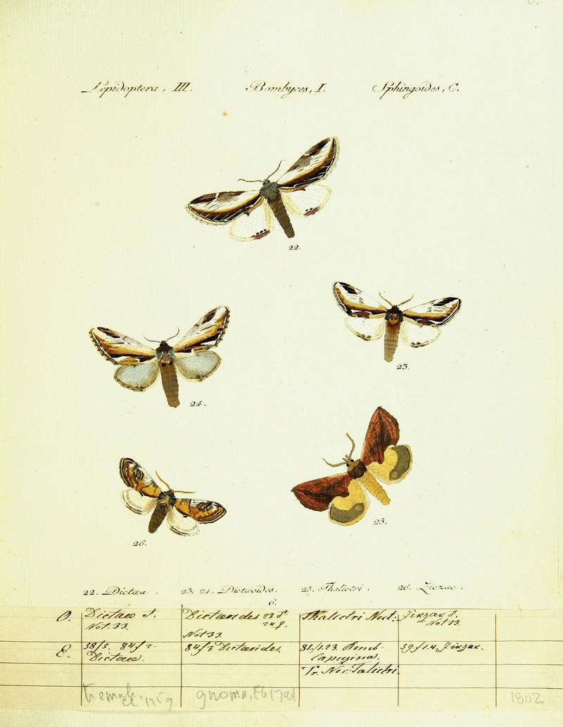 Hübner's papilio (Page Plate III-I-C) (9099325735)