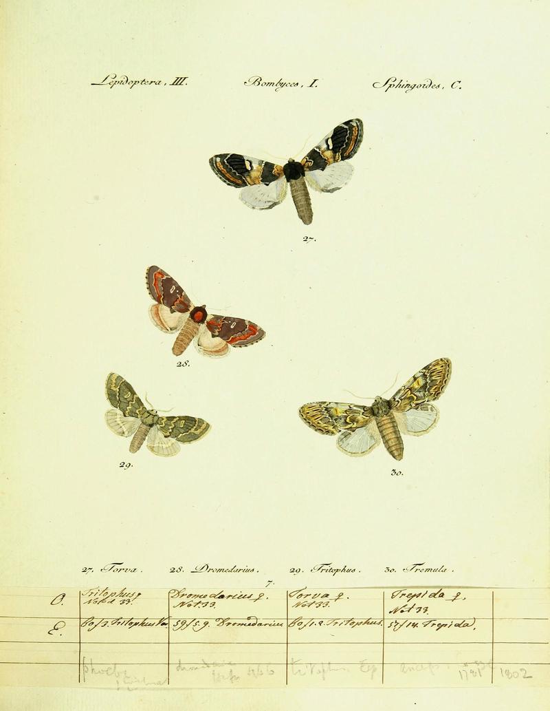 Hübner's papilio (Page Plate III-I-C) (9099326925)