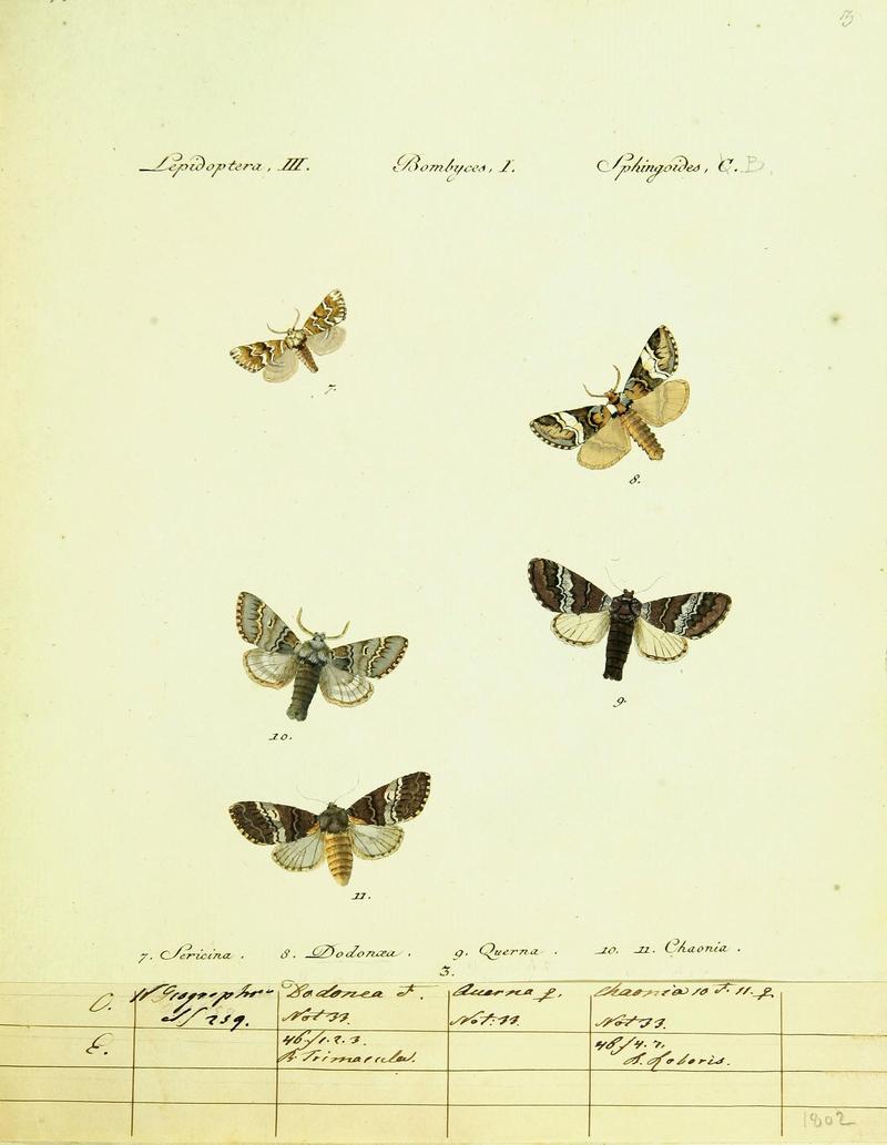 Hübner's papilio (Page Plate III-I-C) (9101552896)