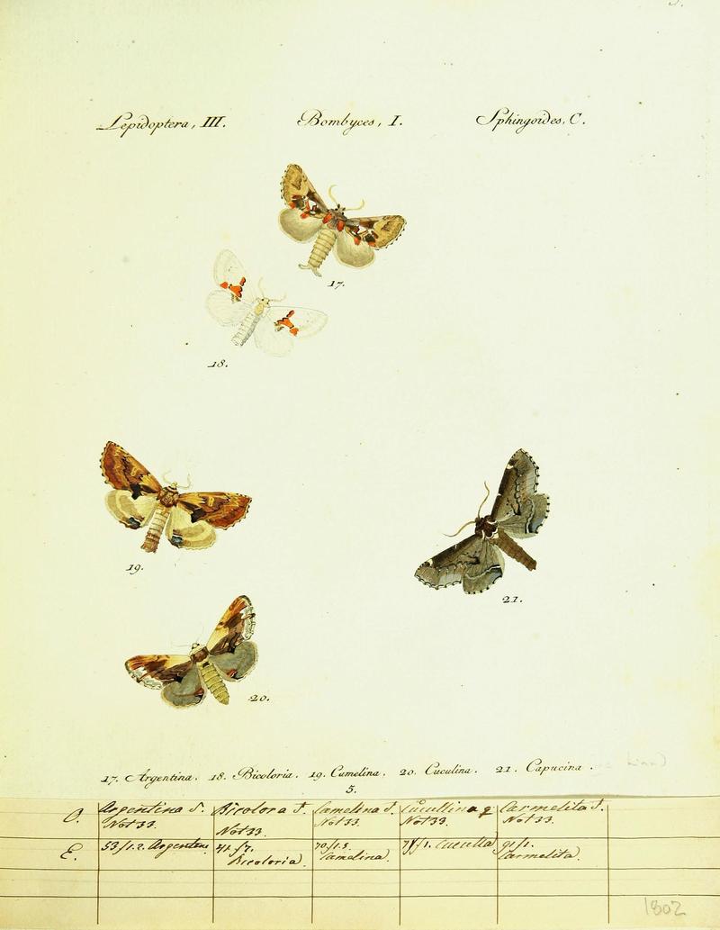 Hübner's papilio (Page Plate III-I-C) (9101555408)