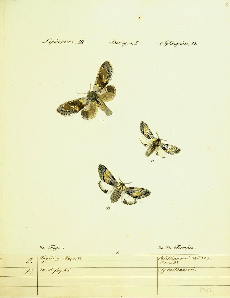 Hübner's papilio (Page Plate III-I-D) (9101559068)