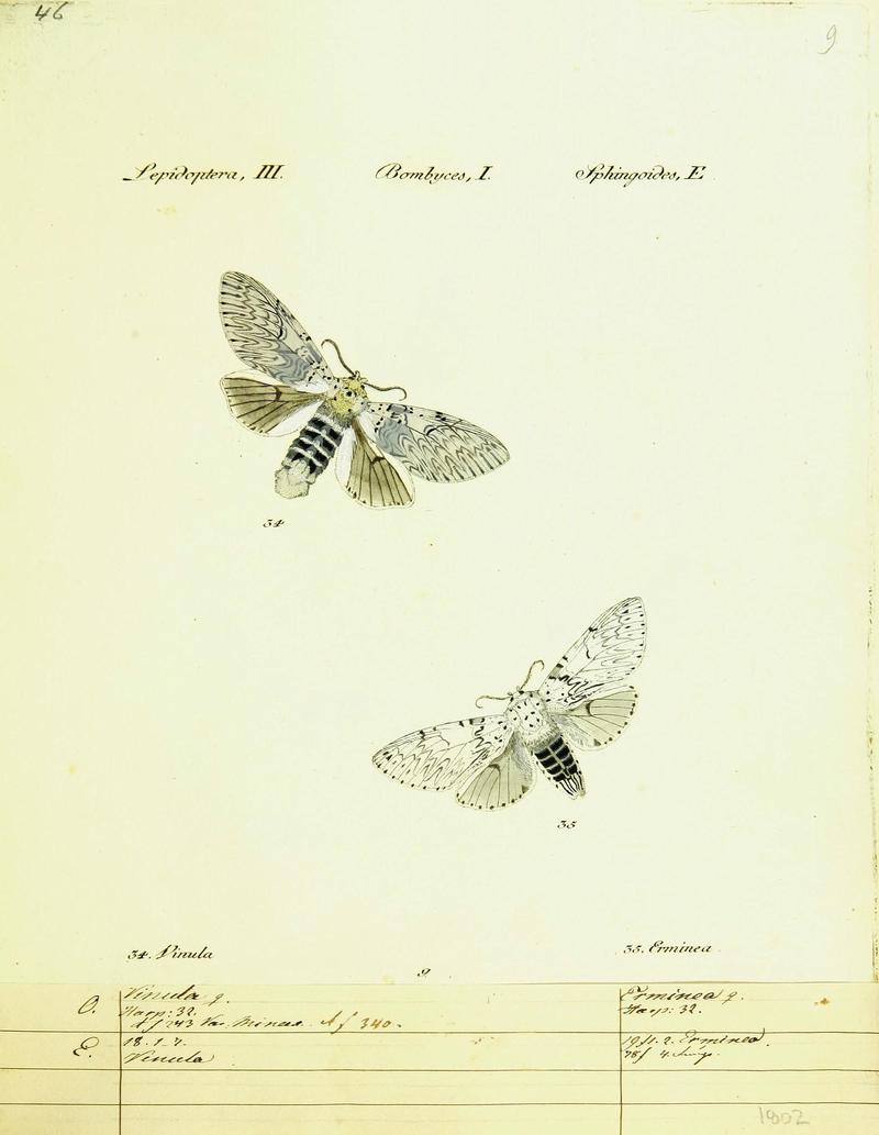 Hübner's papilio (Page Plate III-I-E) (9099329425)