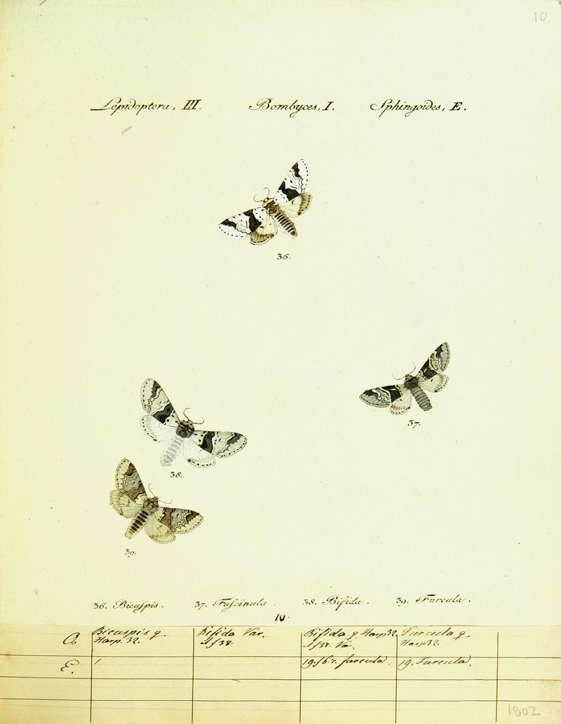 Hübner's papilio (Page Plate III-I-E) (9099330521)