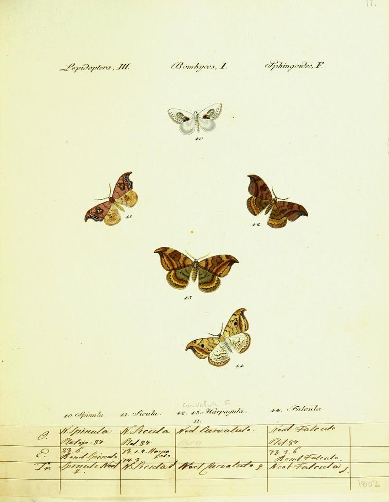 Hübner's papilio (Page Plate III-I-F) (9101562786)
