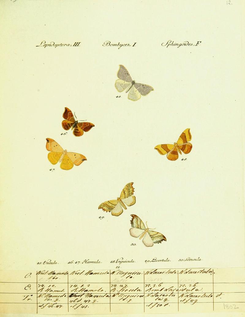 Hübner's papilio (Page Plate III-I-F) (9101564826)