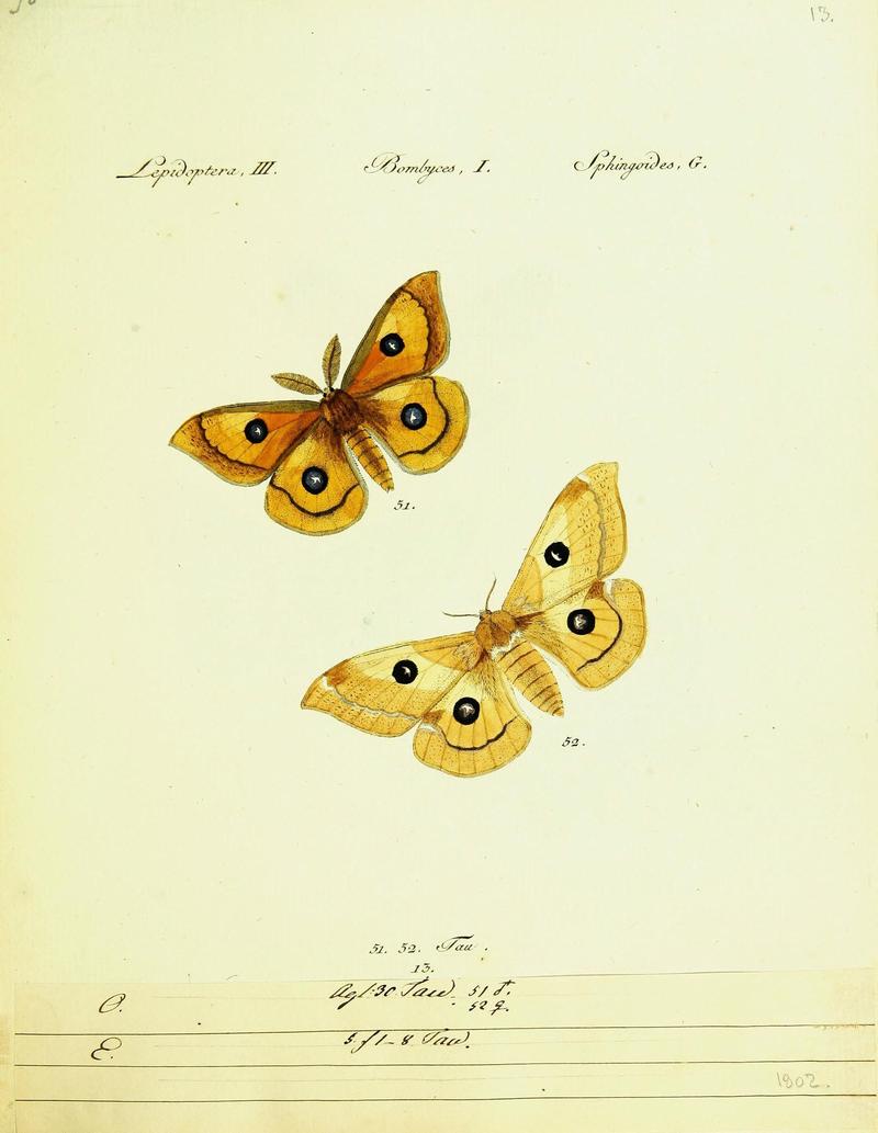 Hübner's papilio (Page Plate III-I-G) (9101566422)