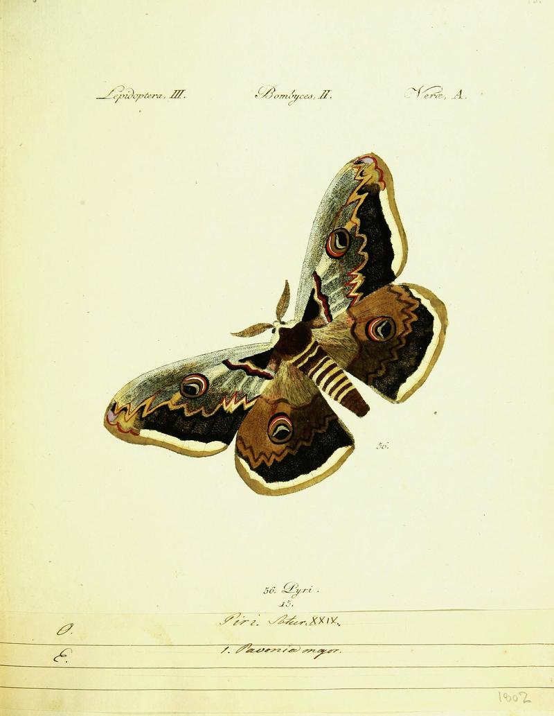 Hübner's papilio (Page Plate III-II-A) (9101569452)
