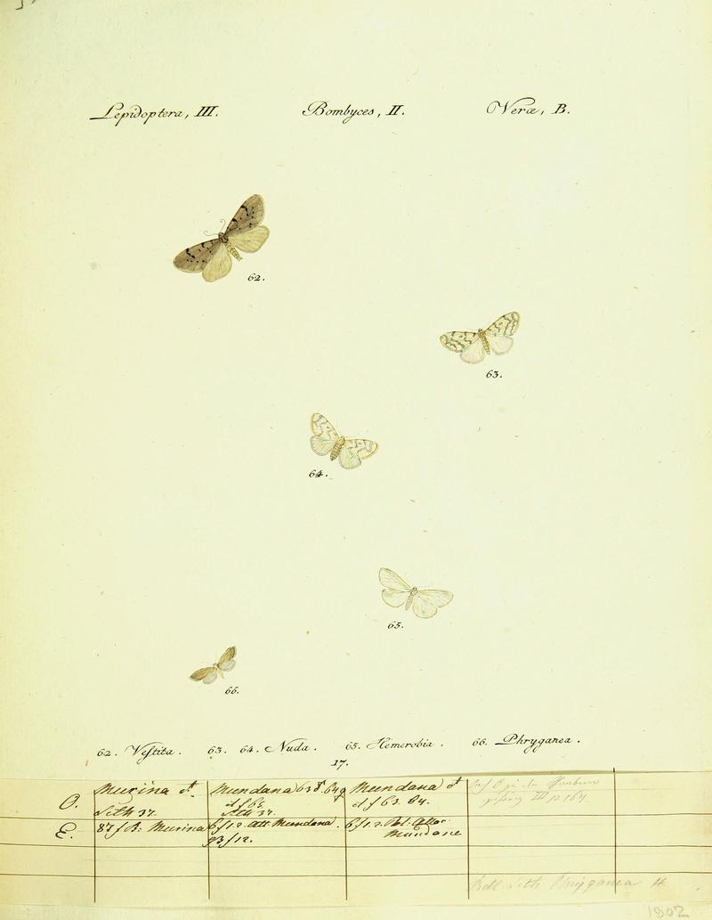 Hübner's papilio (Page Plate III-II-B) (9099341165)