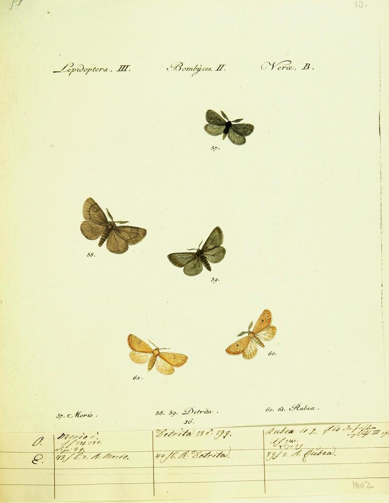 Hübner's papilio (Page Plate III-II-B) (9101570862)