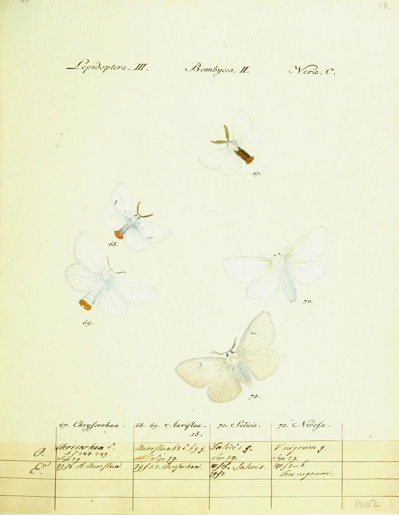 Hübner's papilio (Page Plate III-II-C) (9099342431)