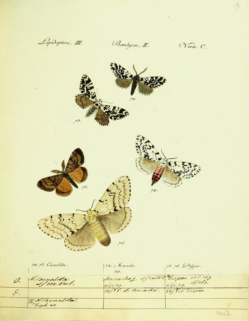 Hübner's papilio (Page Plate III-II-C) (9099343695)