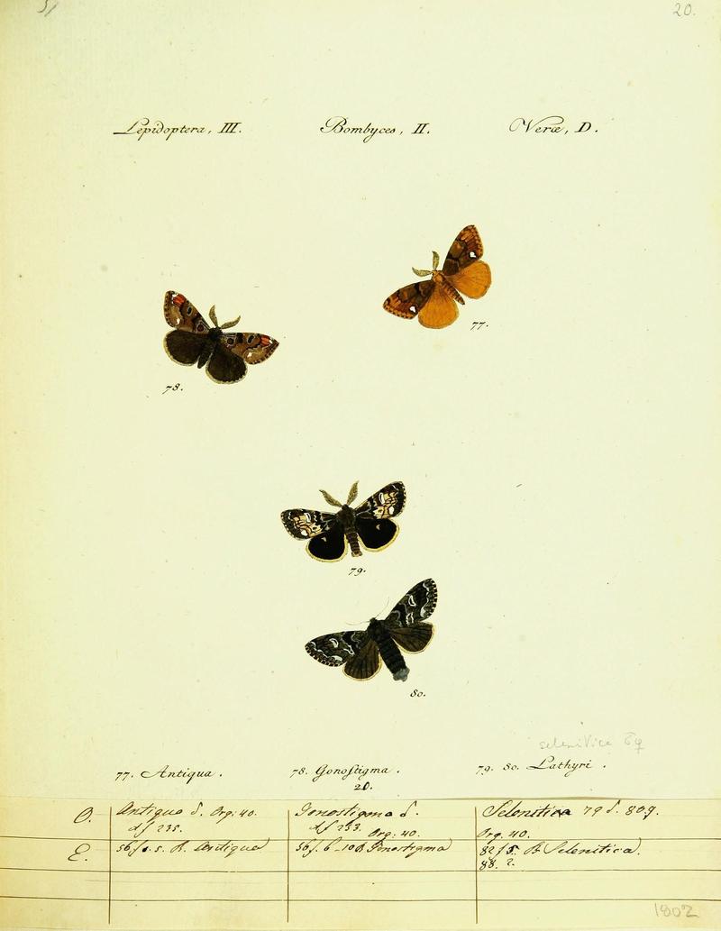 Hübner's papilio (Page Plate III-II-D) (9101575950)