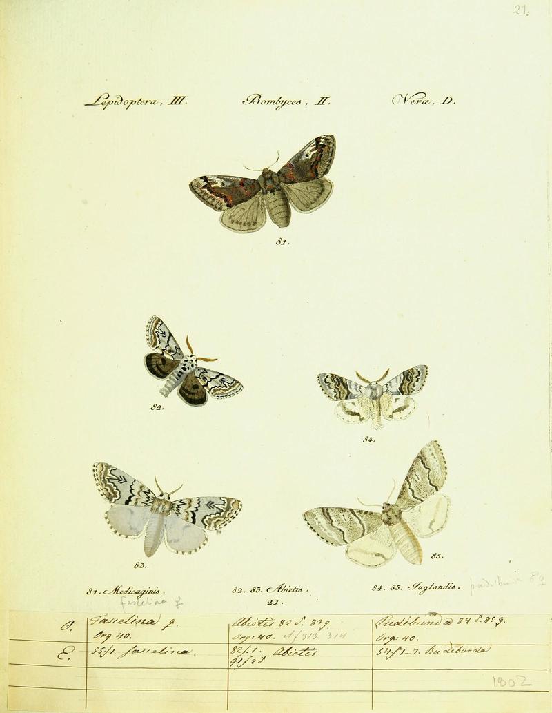 Hübner's papilio (Page Plate III-II-D) (9101577282)