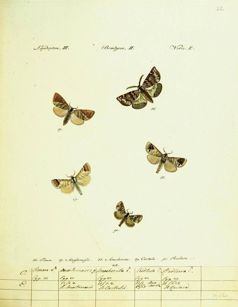 Hübner's papilio (Page Plate III-II-E) (9099347439)