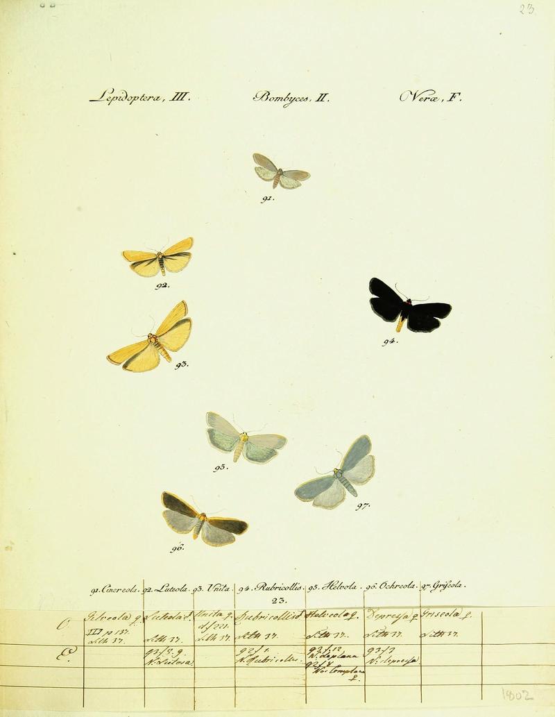 Hübner's papilio (Page Plate III-II-F) (9099348767)
