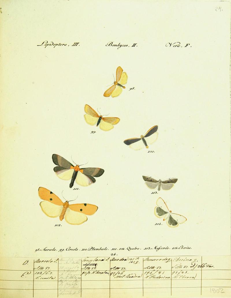 Hübner's papilio (Page Plate III-II-F) (9101581354)