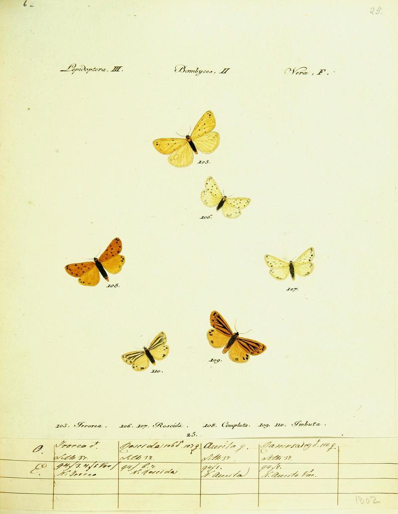 Hübner's papilio (Page Plate III-II-F) (9101582744)