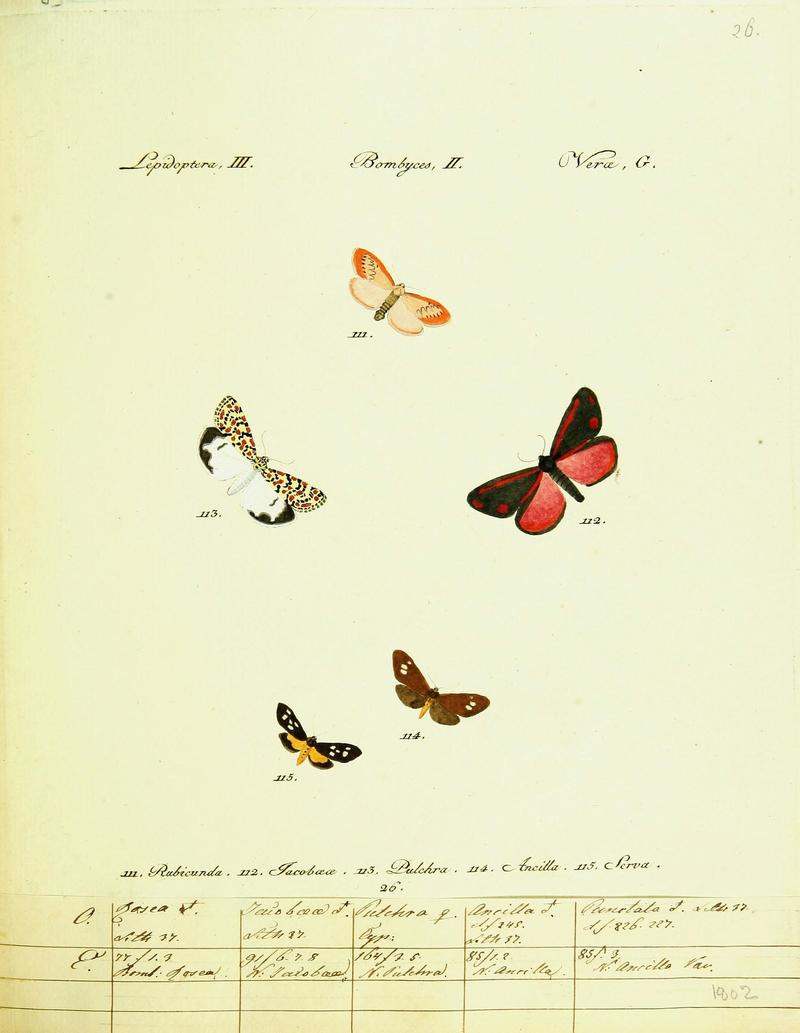 Hübner's papilio (Page Plate III-II-G) (9099352661)