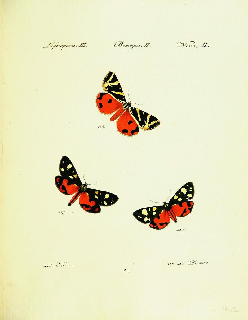 Hübner's papilio (Page Plate III-II-H) (9099353861)