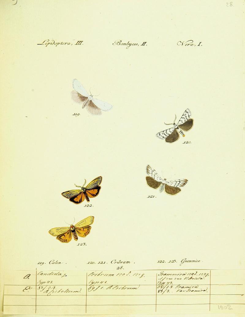 Hübner's papilio (Page Plate III-II-I) (9099355037)