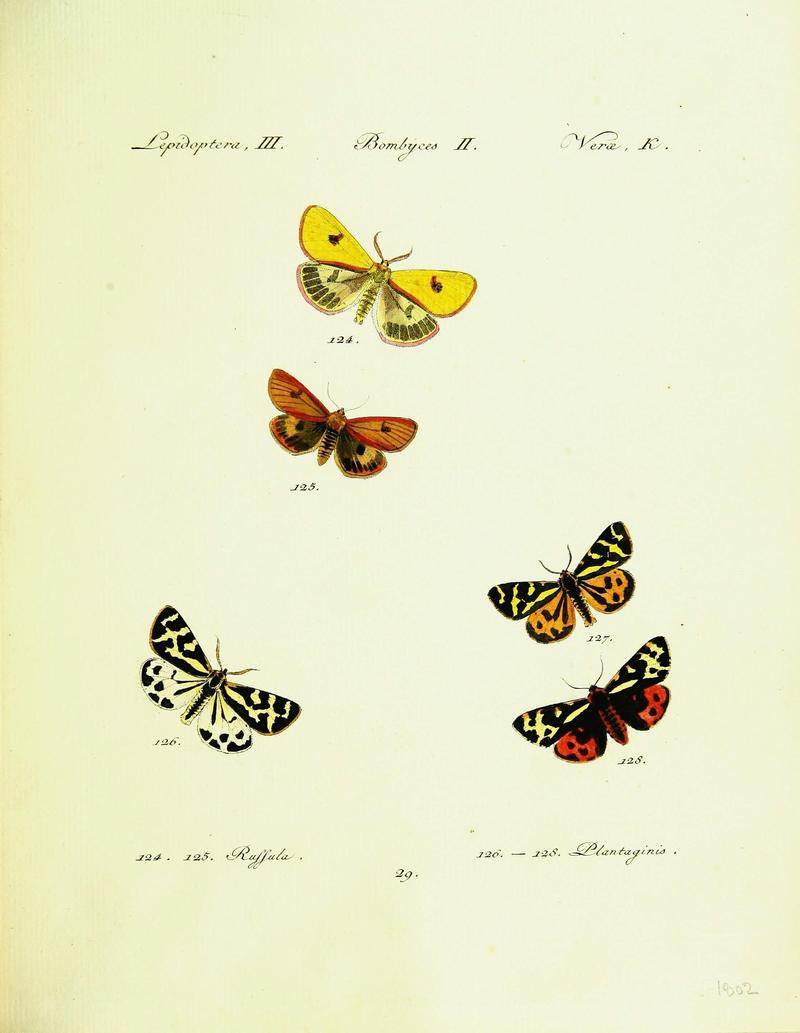Hübner's papilio (Page Plate III-II-K) (9099356401)