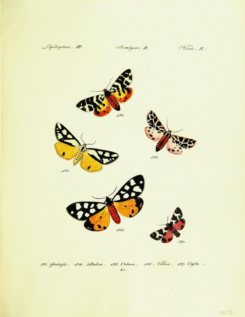 Hübner's papilio (Page Plate III-II-K) (9099358979)