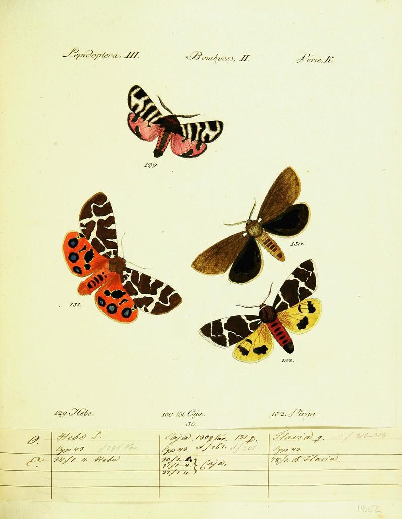 Hübner's papilio (Page Plate III-II-K) (9101588998)