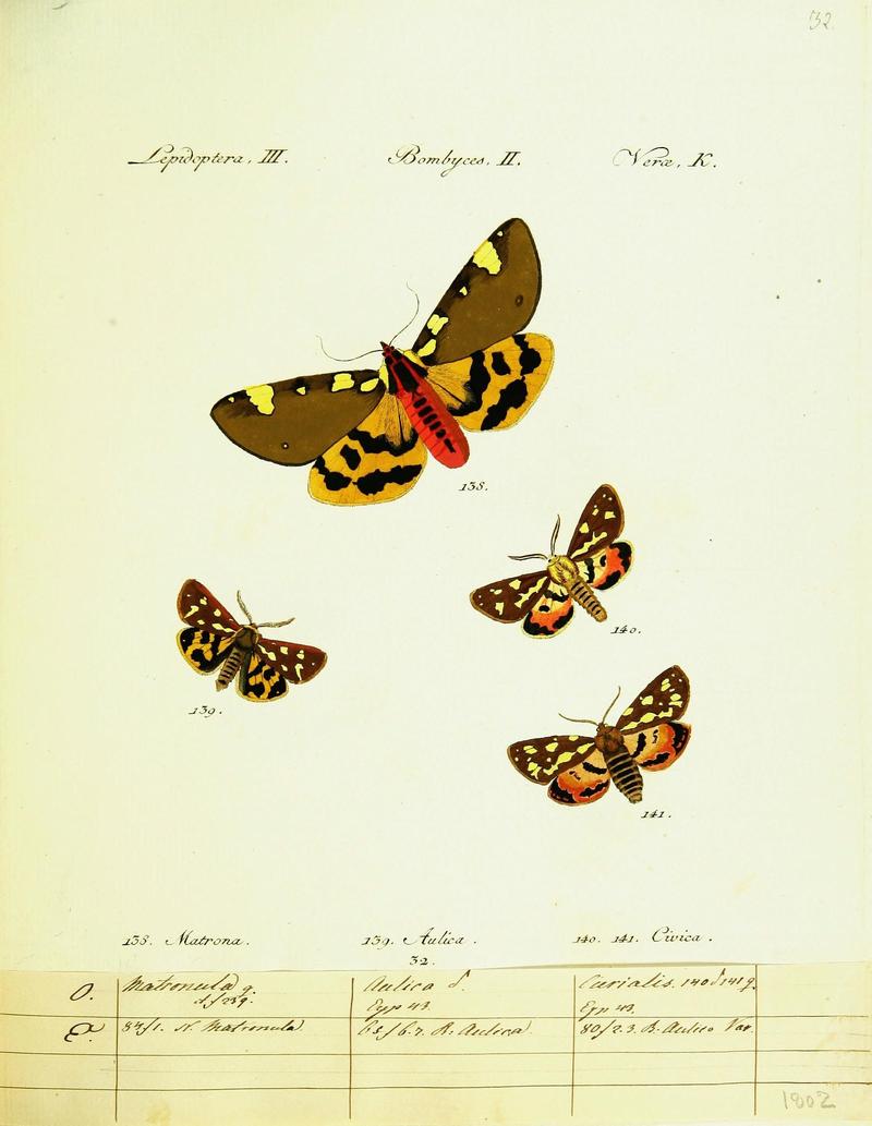Hübner's papilio (Page Plate III-II-K) (9101591404)