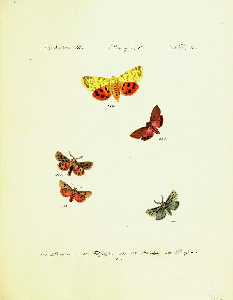Hübner's papilio (Page Plate III-II-K) (9101592570)