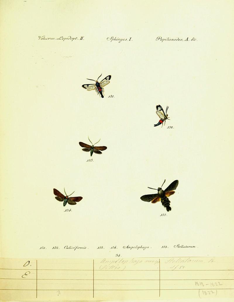 Hübner's papilio (Page Volucrae Lepidopt. S) (9101545994)