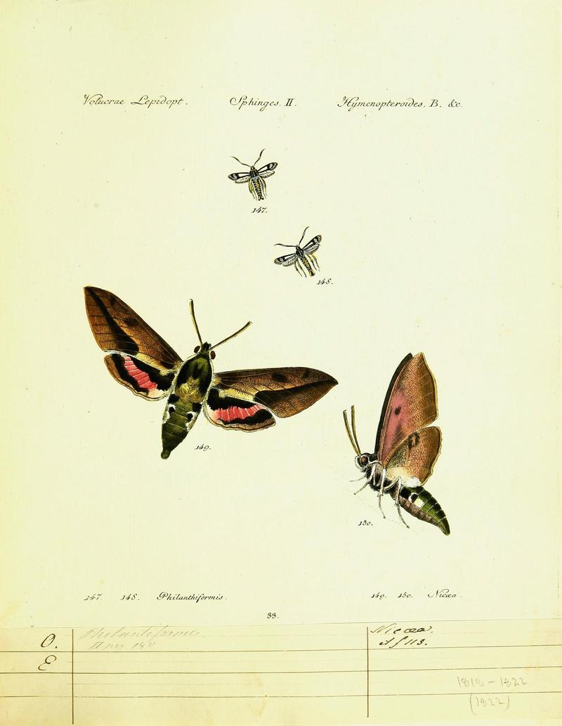 Hübner's papilio (Page Volucrae Lepidoptera) (9099313201)