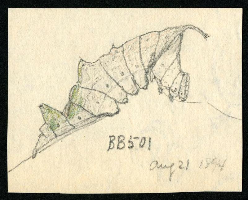 H. G. Dyar bluebook 492 - 510 BHL46149391
