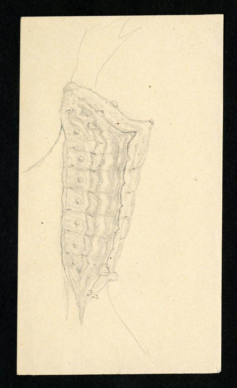 H. G. Dyar bluebook 575 - 625 BHL46194048