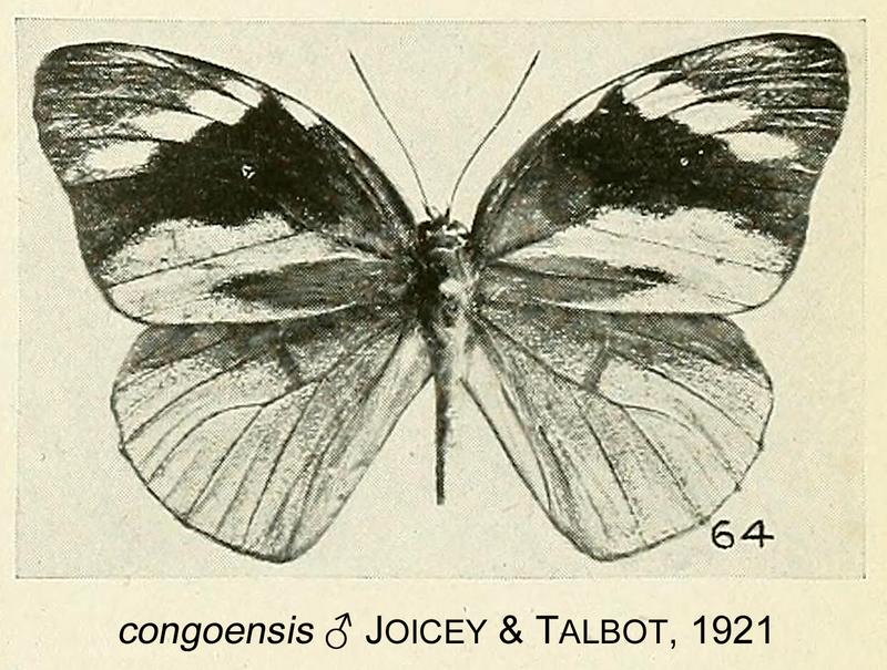 H congoensisJoiceyTalbot1921OD